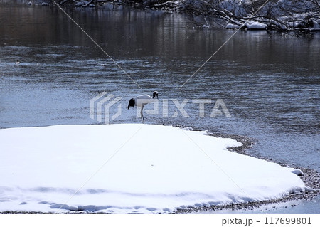 北海道鶴居村 雪裡川の風景 北海道鶴居村 雪裡川の風景 117699801