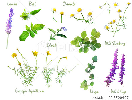 ハーブのイラスト素材セット1 117700497