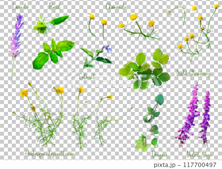 藥草插畫素材套裝1 117700497