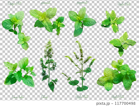 Herb illustration material set 2 (mint) Herb illustration material set 2 (mint) 117700498