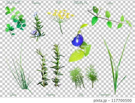 藥草插畫素材集4 117700500