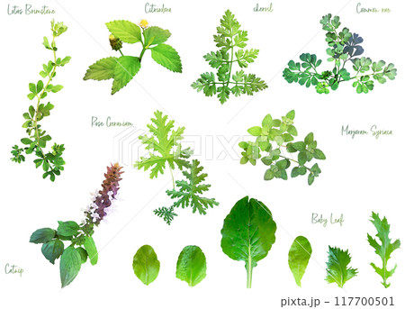 ハーブのイラスト素材セット5 117700501