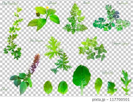 藥草插畫素材集5 117700501