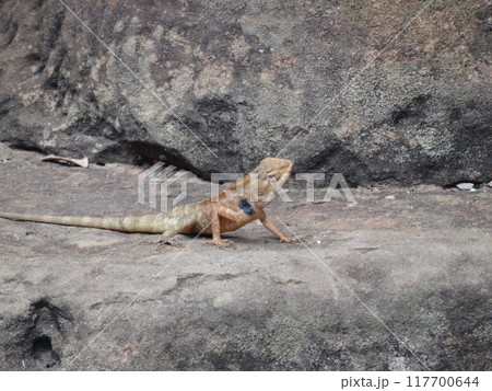 【カンボジア】岩の上にいる茶色と黒の柄をした一匹のトカゲ（シェムリアップ） 117700644