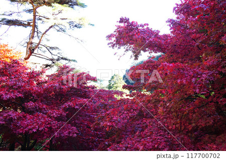 大山寺 紅葉 大山寺 紅葉 117700702