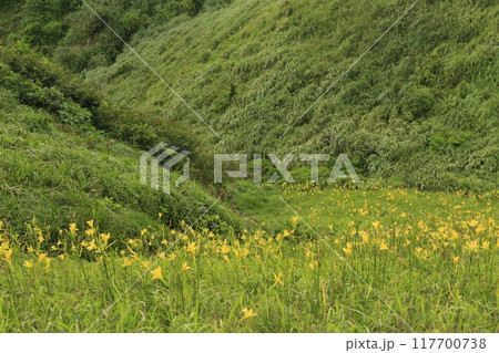 伊豆半島の最南端、ユウスゲ公園の花満開 伊豆半島の最南端、ユウスゲ公園の花満開 117700738