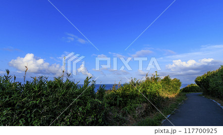 三浦半島の三浦市城ヶ島の夏 117700925