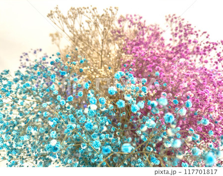 3色のかすみ草 3色のかすみ草 117701817