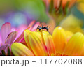 花の上のアリ8 117702088