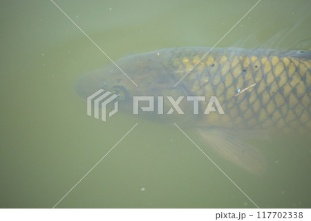 鯉のお顔 117702338