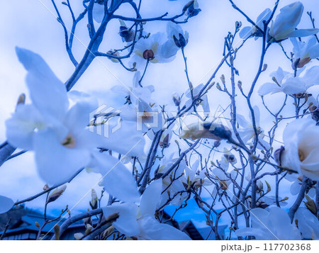 北国の春～辛夷咲く～ 117702368