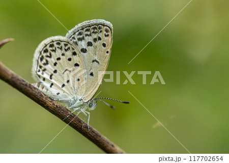 ヤマトシジミ ヤマトシジミ 117702654