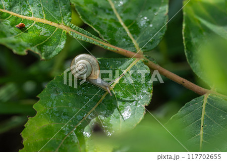 カタツムリ(コハクオナジマイマイ) カタツムリ(コハクオナジマイマイ) 117702655