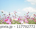 青空に映えるコスモス 117702772