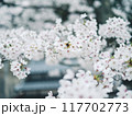 満開になった桜の花 117702773