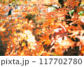 紅葉したモミジ 117702780