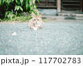 お座りしている猫 117702783