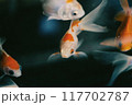 赤色の錦鯉が泳ぐ様子 117702787
