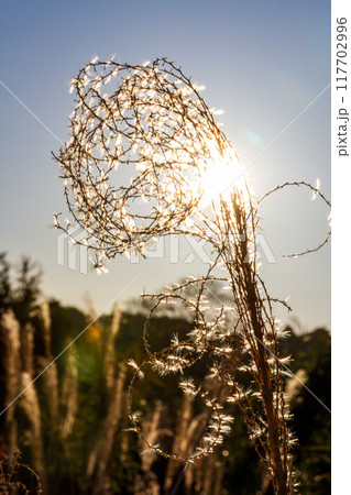 静岡県掛川市本郷 天竜浜名湖鉄道と沿線の風景 静岡県掛川市本郷 天竜浜名湖鉄道と沿線の風景 117702996