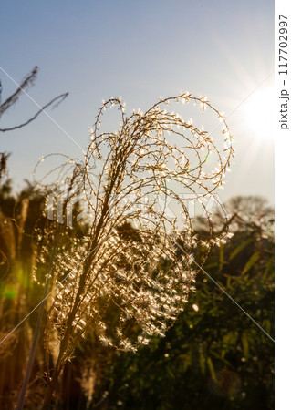 静岡県掛川市本郷 天竜浜名湖鉄道と沿線の風景 静岡県掛川市本郷 天竜浜名湖鉄道と沿線の風景 117702997