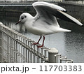 飛び立つカモメ 117703383