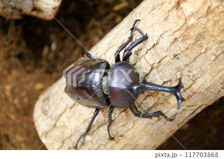 オスのカブトムシの飼育 オスのカブトムシの飼育 117703868