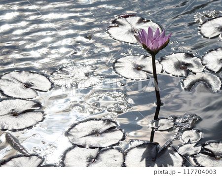 水面に浮かぶ蓮の花 水面に浮かぶ蓮の花 117704003