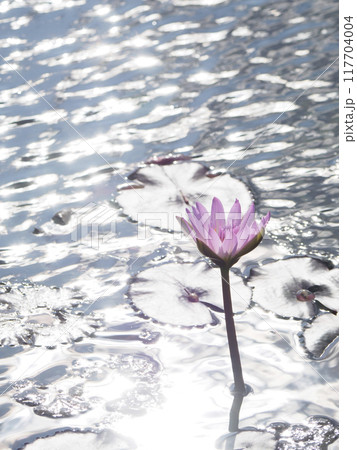 水面に浮かぶ蓮の花 水面に浮かぶ蓮の花 117704004