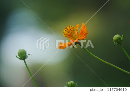 秋の野原に咲くキバナコスモスの花 117704610