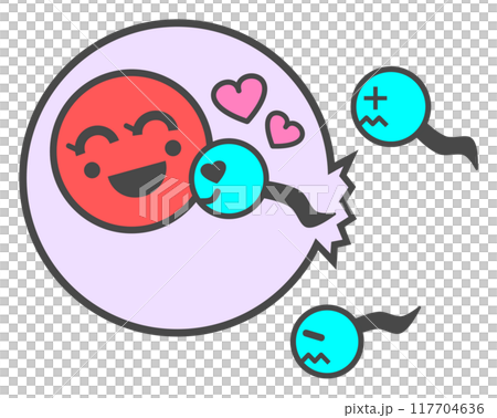 卵子と精子が受精して妊娠するイラスト 卵子と精子が受精して妊娠するイラスト 117704636