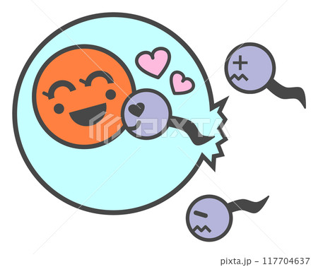 卵子と精子が受精して妊娠するイラスト 117704637