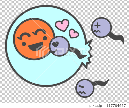 卵子と精子が受精して妊娠するイラスト 117704637