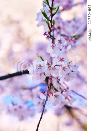 春を知らせる公園 117704665