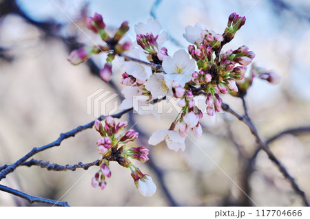 春の予感がする朝 117704666