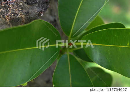 Top view of Alexandrian laurel shoot with leaves. 117704697