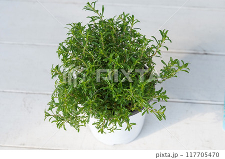 クリーピング・セボリー 117705470