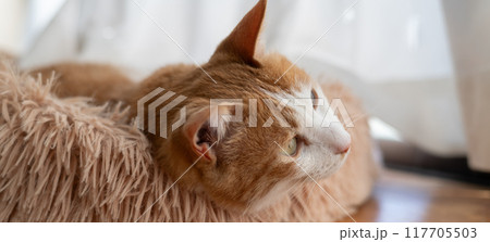 窓辺でくつろぐ猫　茶トラ白 117705503