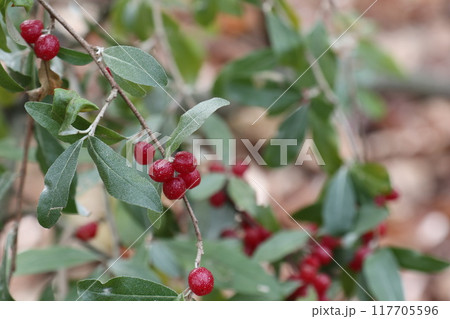 赤く色付くあきぐみの実 赤く色付くあきぐみの実 117705596