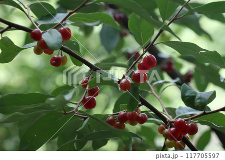 秋に実ったぐみの赤い実 117705597