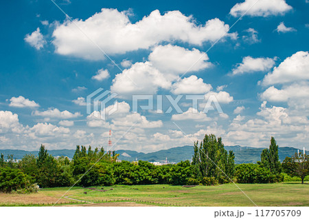 淀川河川公園枚方地区夏景色 枚方市 淀川河川公園枚方地区夏景色 枚方市 117705709