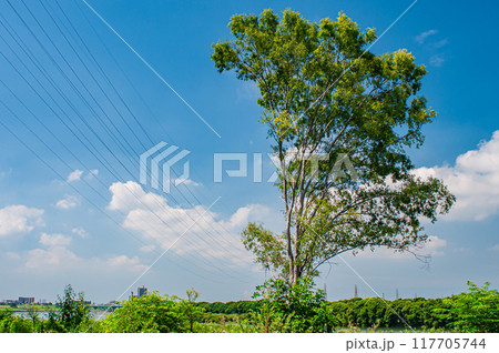 夏の淀川河川敷風景　枚方市 117705744