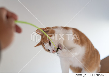 おもちゃで遊ぶ可愛い猫　茶トラ白 117705878