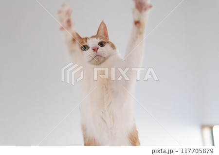 おもちゃで遊ぶ可愛い猫 茶トラ白 おもちゃで遊ぶ可愛い猫 茶トラ白 117705879