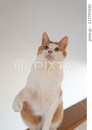 おもちゃで遊ぶ可愛い猫 茶トラ白 おもちゃで遊ぶ可愛い猫 茶トラ白 117705880