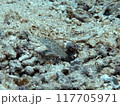 ハタタテシノビハゼ 117705971