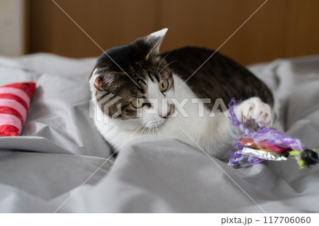 おもちゃで遊ぶ猫　キジトラ猫 117706060