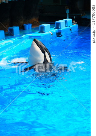 名古屋港水族館のシャチ、アースとリン 117706088
