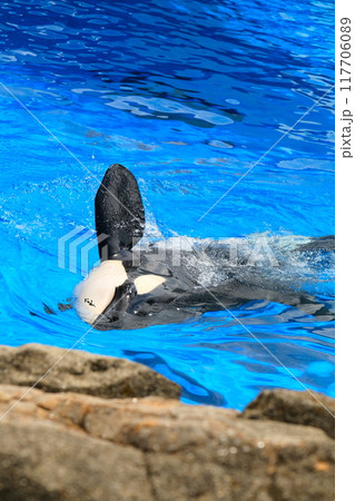 名古屋港水族館のシャチ、アースとリンの写真素材 [117706089] - PIXTA