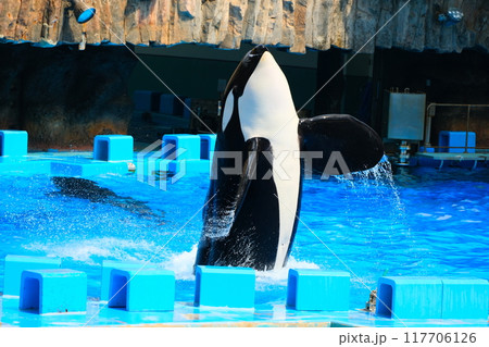 名古屋港水族館のシャチ、アースとリン 117706126