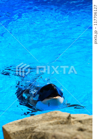 名古屋港水族館のシャチ、アースとリン 117706127